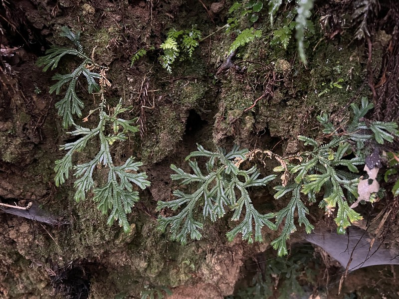 Selaginella doederleinii var. doederleinii