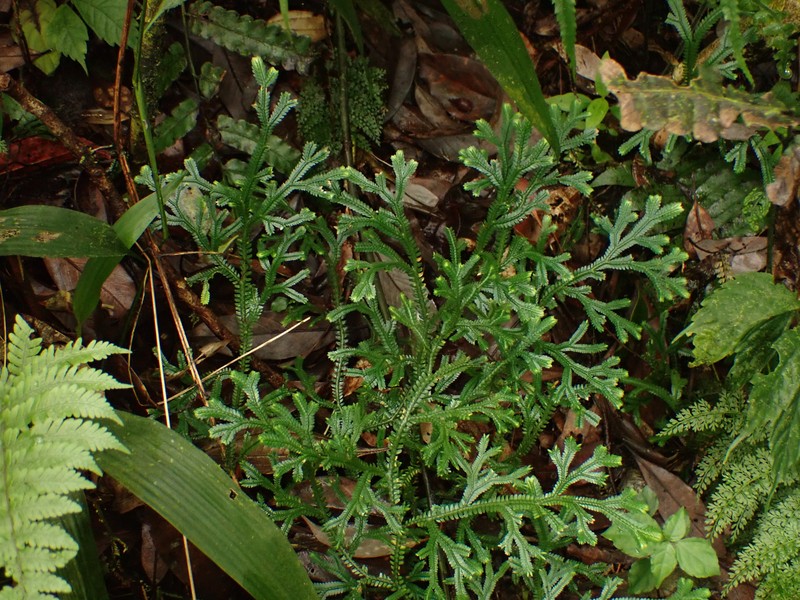 Selaginella doederleinii var. doederleinii photo 4