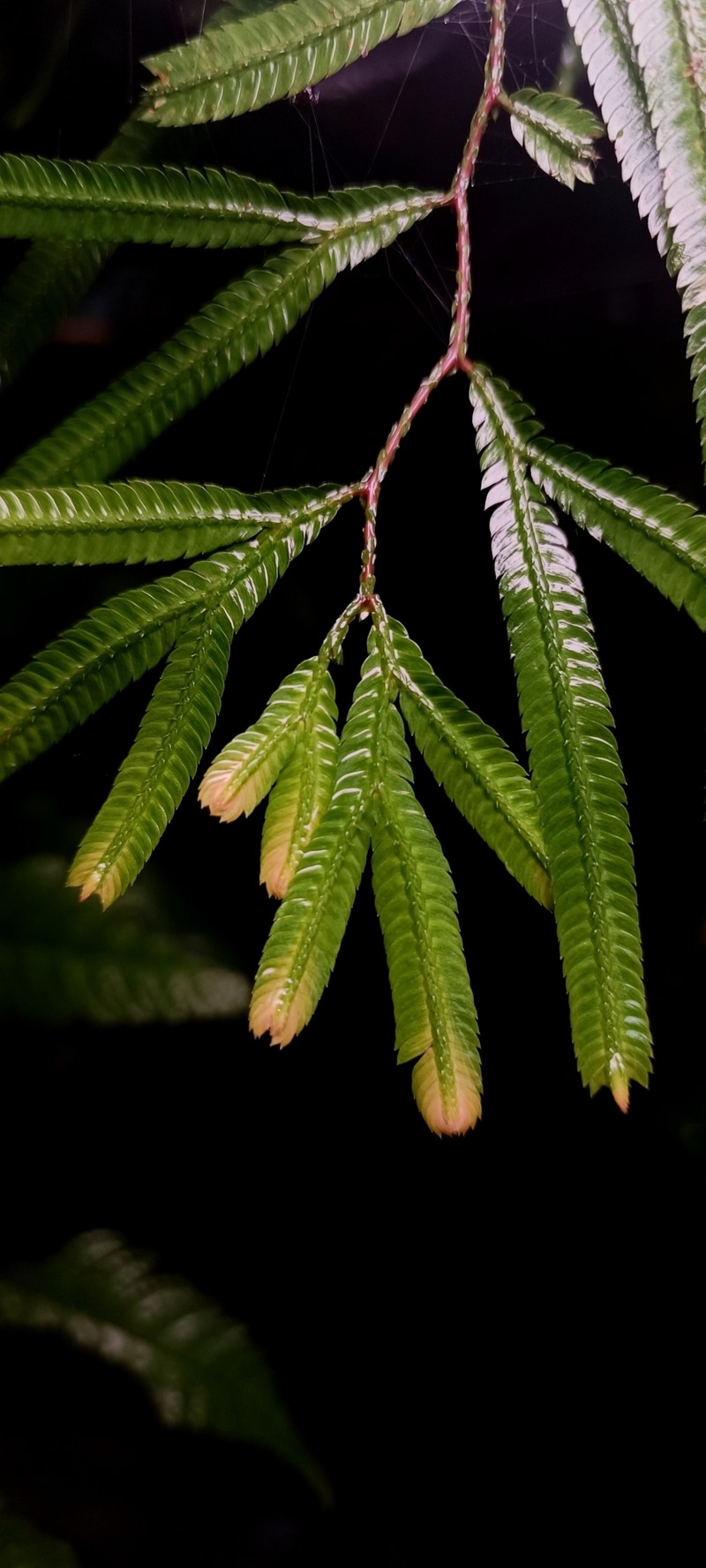 Selaginella dolichoclada photo 2