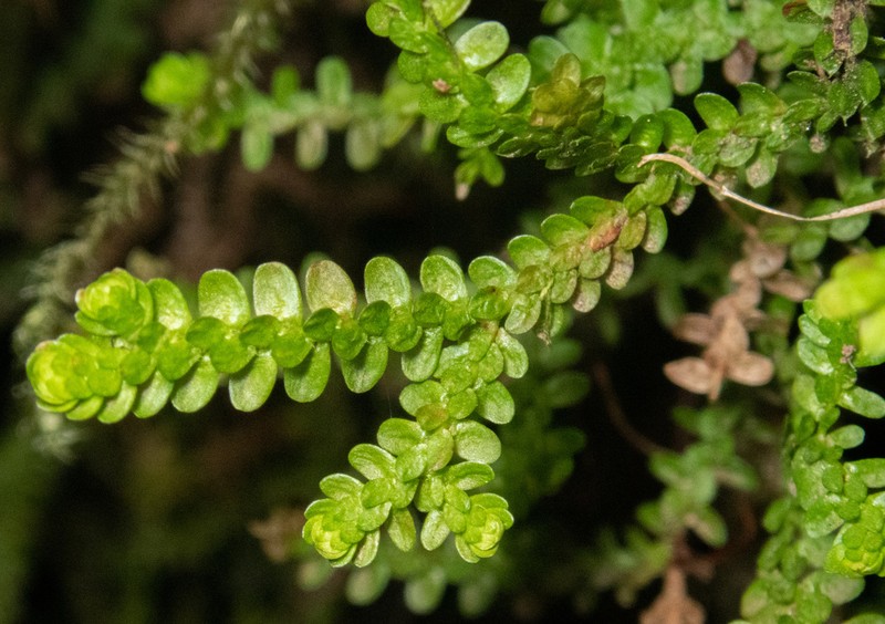 Douglas' Spikemoss