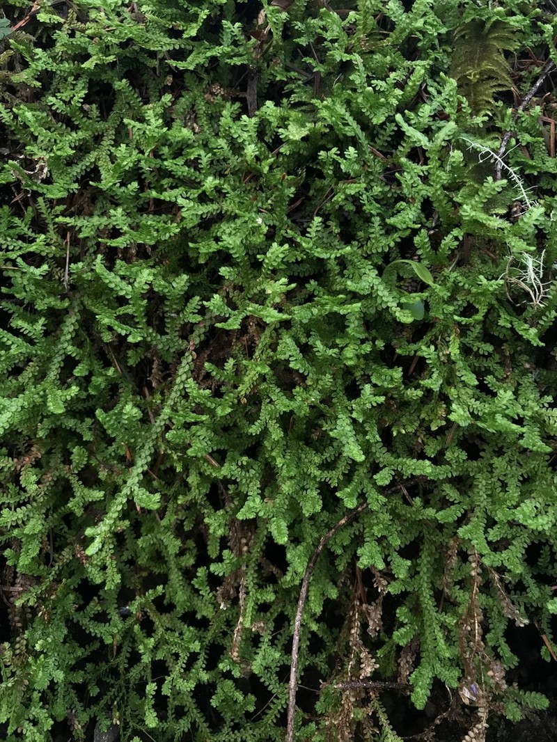 Douglas' Spikemoss photo 2