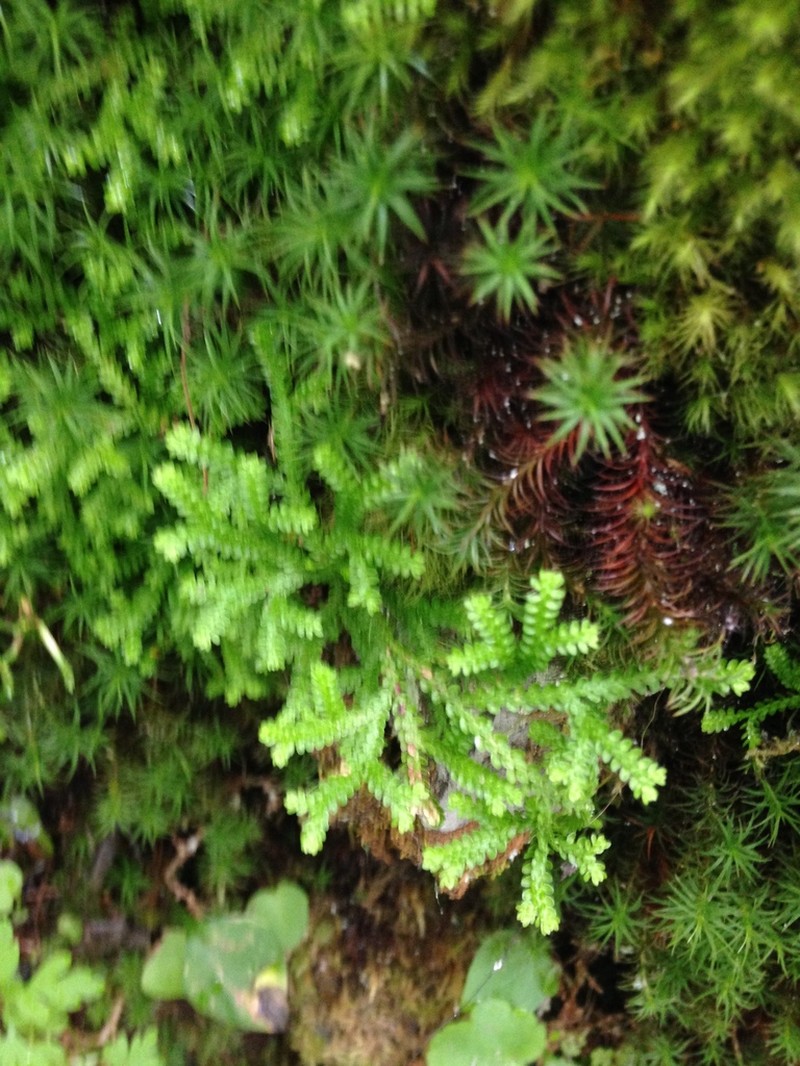 Douglas' Spikemoss photo 3