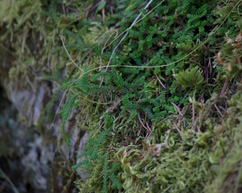 Douglas' Spikemoss photo 4