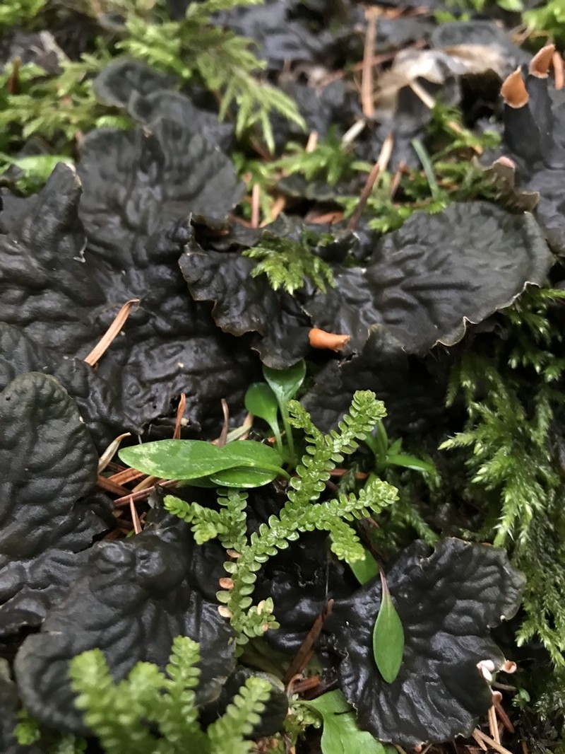 Douglas' Spikemoss photo 5
