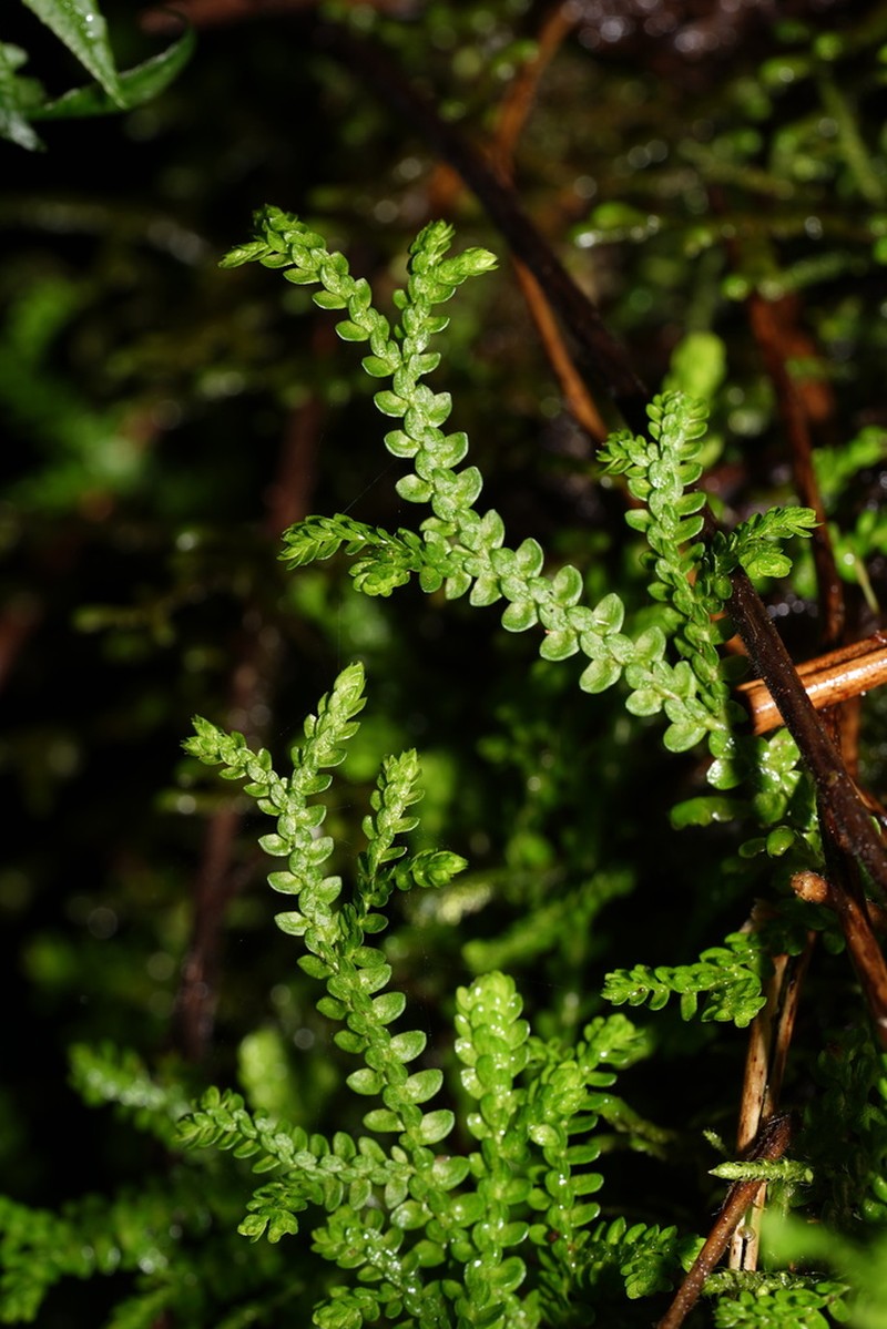 Douglas' Spikemoss photo 6