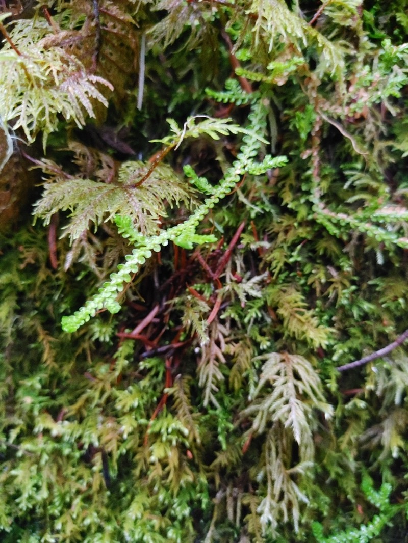 Douglas' Spikemoss photo 7