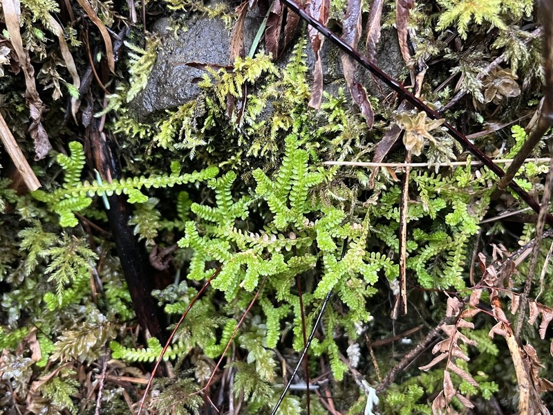 Douglas' Spikemoss photo 8