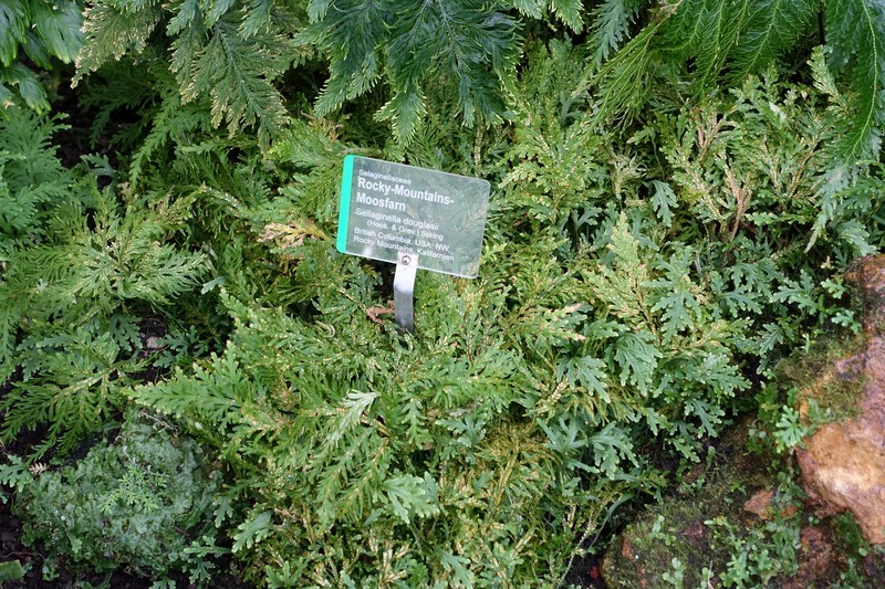 Douglas' Spikemoss