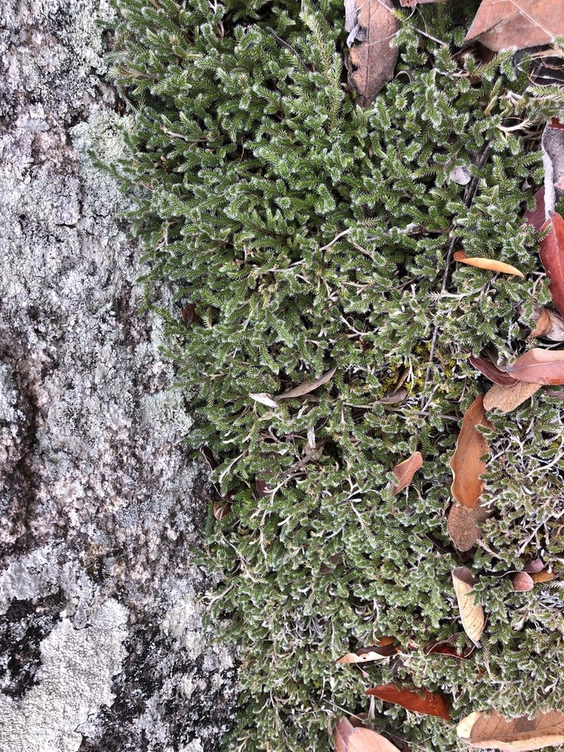 Selaginella dregei