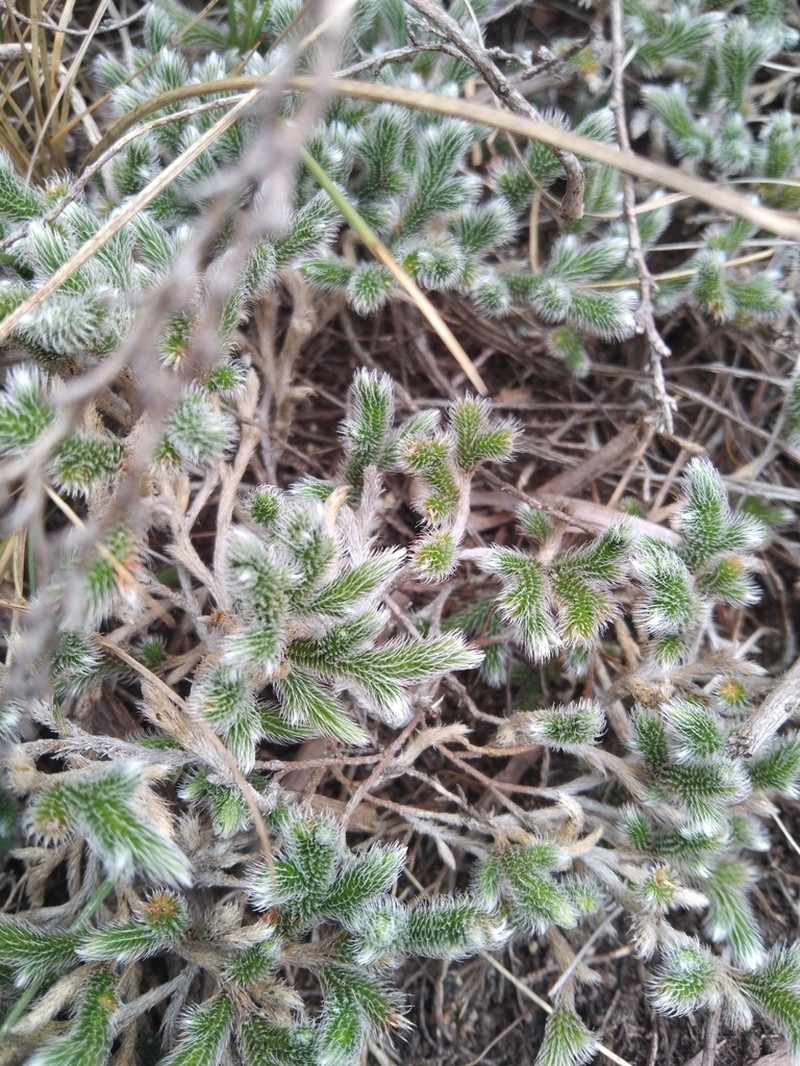 Selaginella dregei photo 2