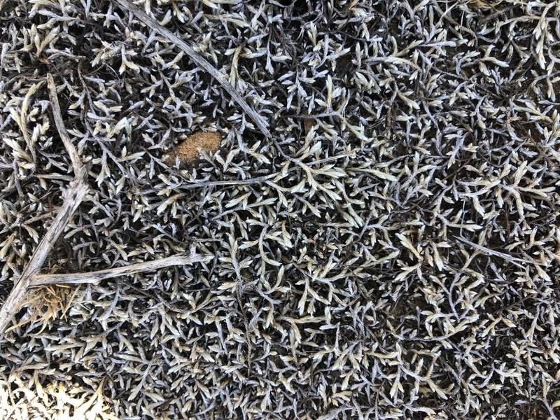 Selaginella dregei photo 3