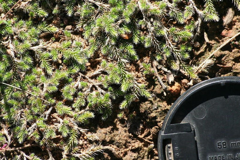 Selaginella dregei photo 4