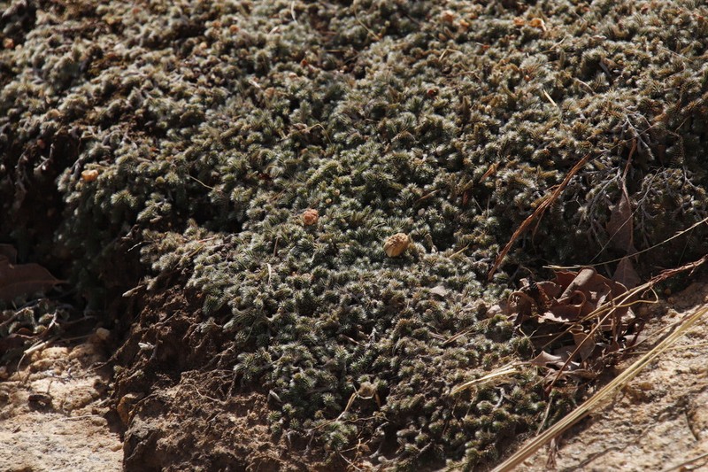 Selaginella dregei photo 5