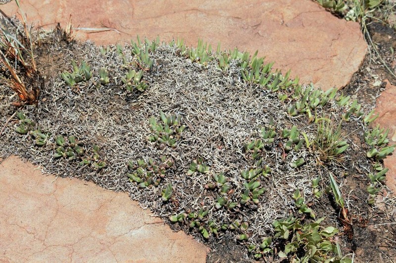 Selaginella dregei photo 6