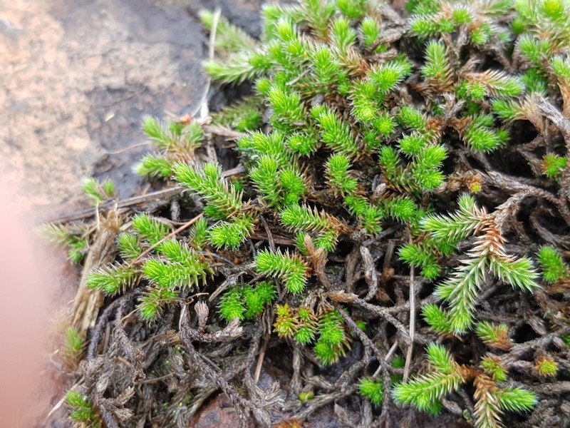 Selaginella dregei photo 7