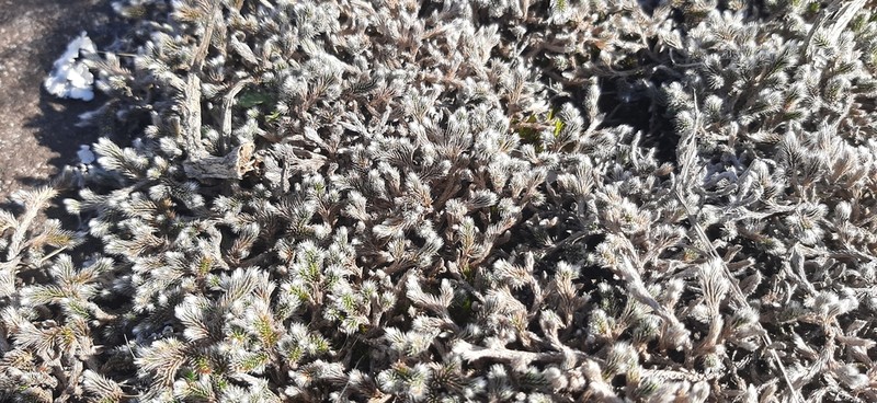 Selaginella dregei photo 8