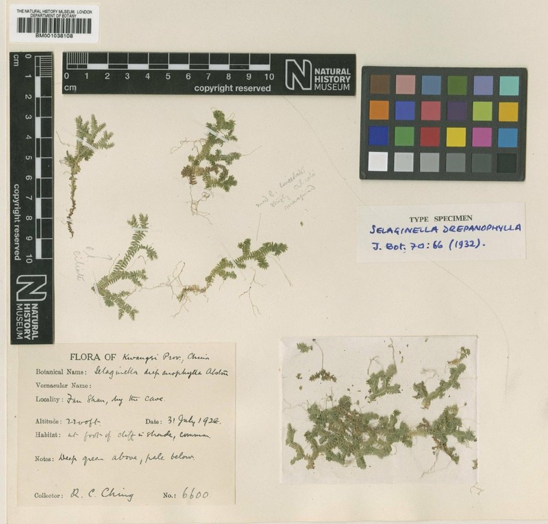 Selaginella drepanophylla