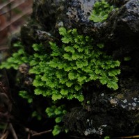 Eaton's Spikemoss