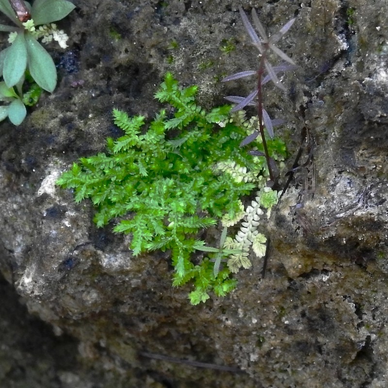 Eaton's Spikemoss photo 2