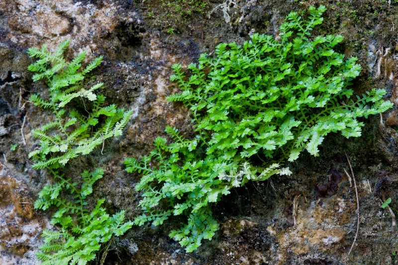 Eaton's Spikemoss photo 3