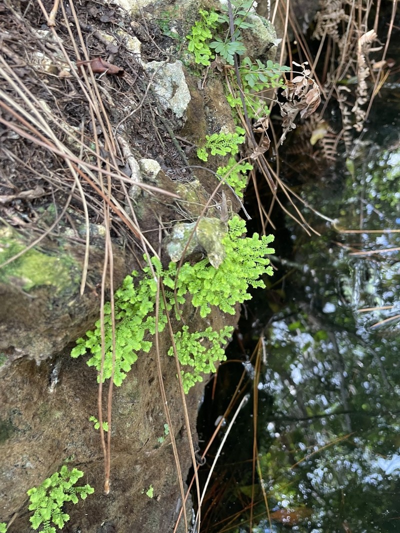 Eaton's Spikemoss photo 4