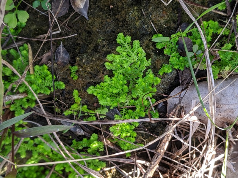 Eaton's Spikemoss photo 5