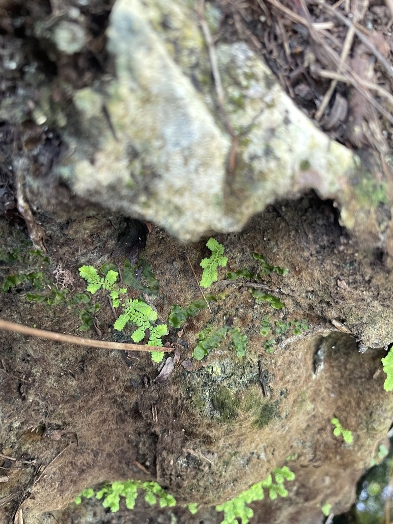 Eaton's Spikemoss photo 6