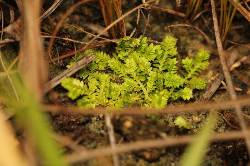 Eaton's Spikemoss photo 7