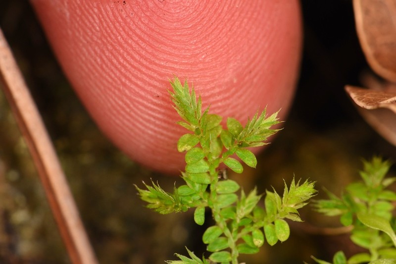 Eaton's Spikemoss photo 8