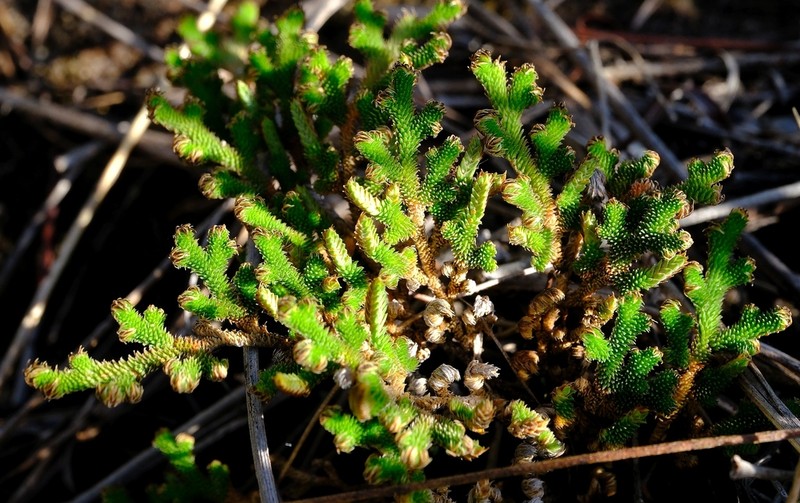 Selaginella echinata