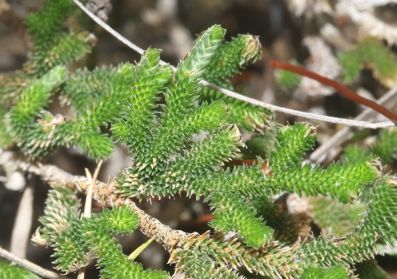 Selaginella echinata photo 2