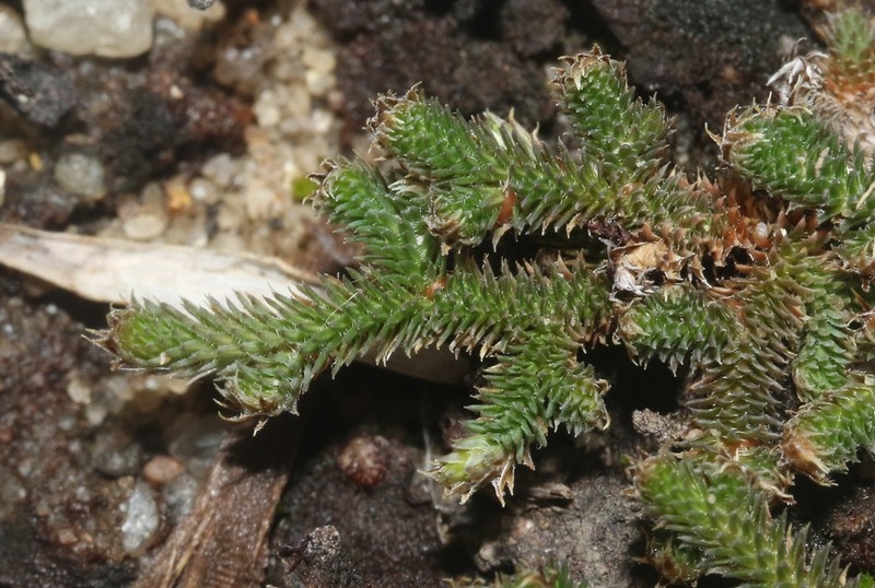 Selaginella echinata photo 3
