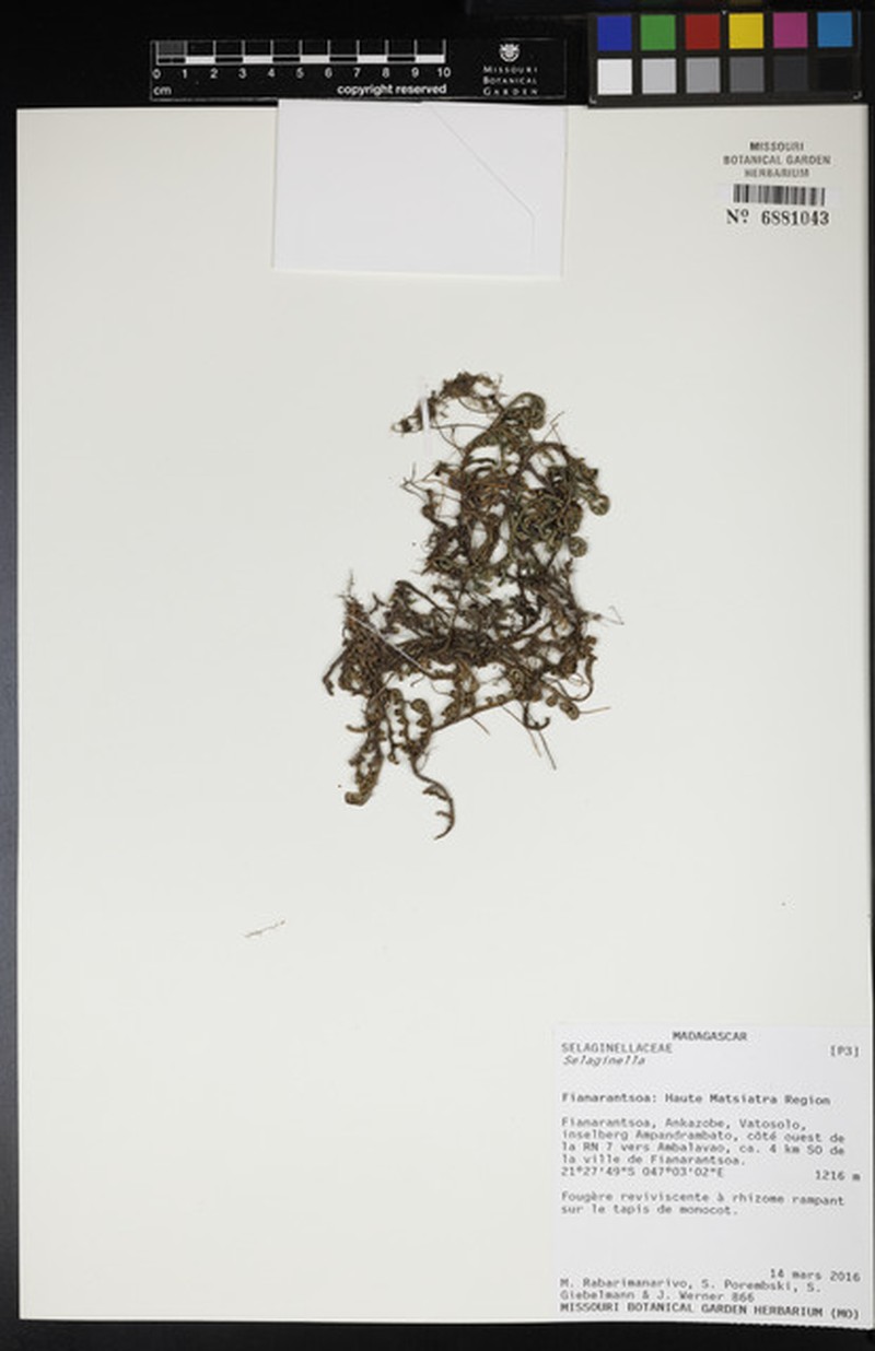 Selaginella echinata photo 5