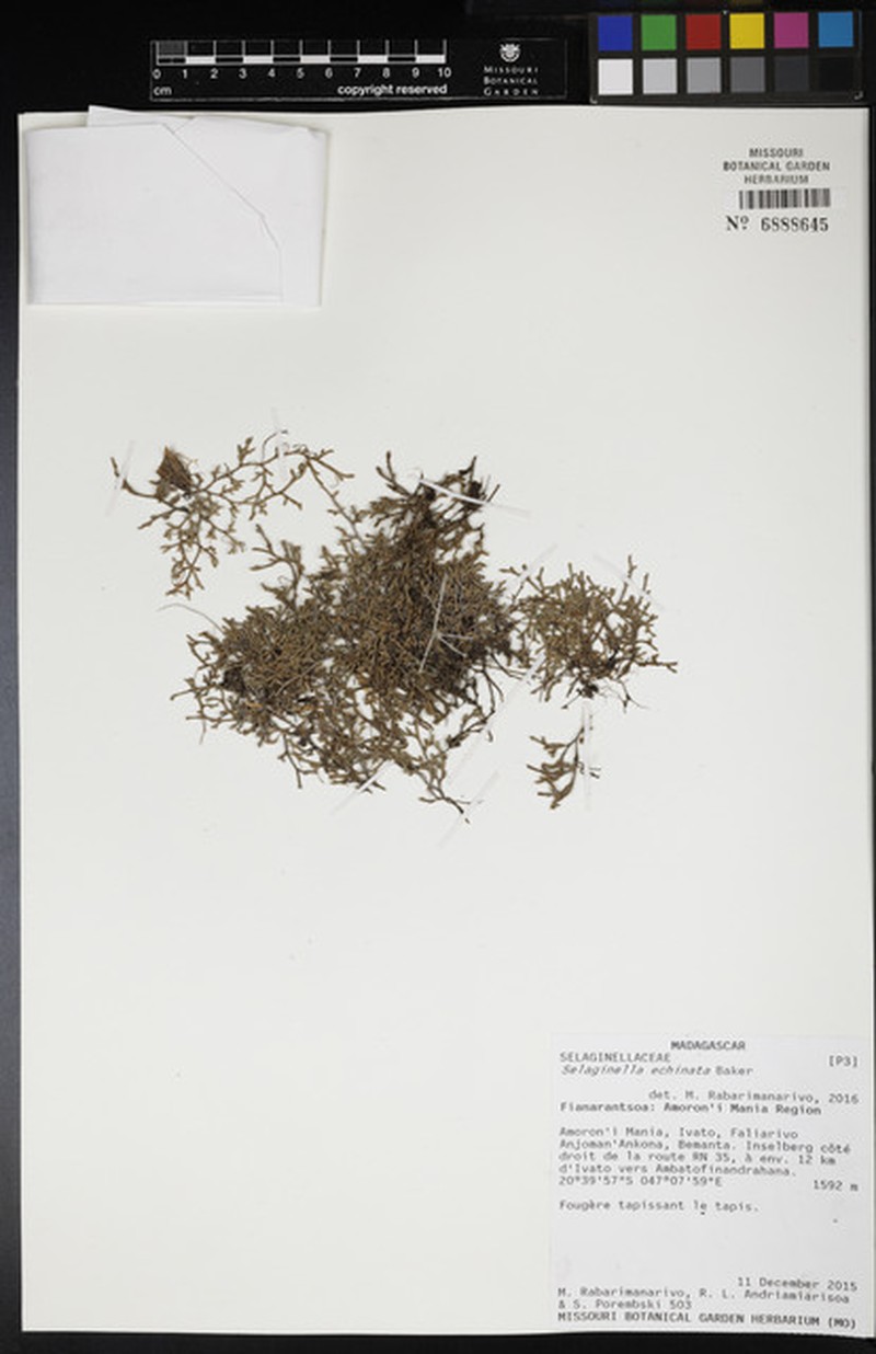 Selaginella echinata photo 6
