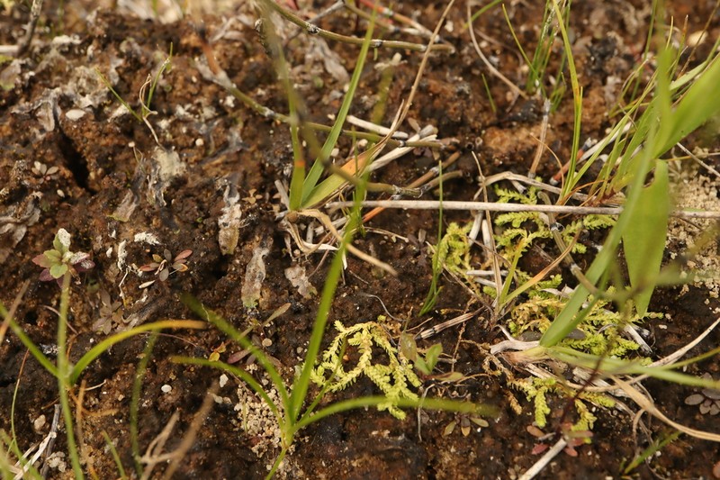 Hidden Spikemoss