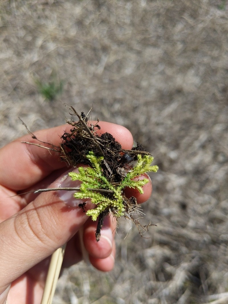 Hidden Spikemoss photo 2