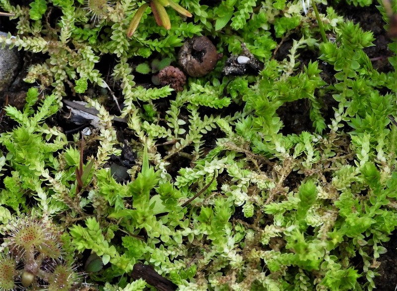 Hidden Spikemoss photo 3