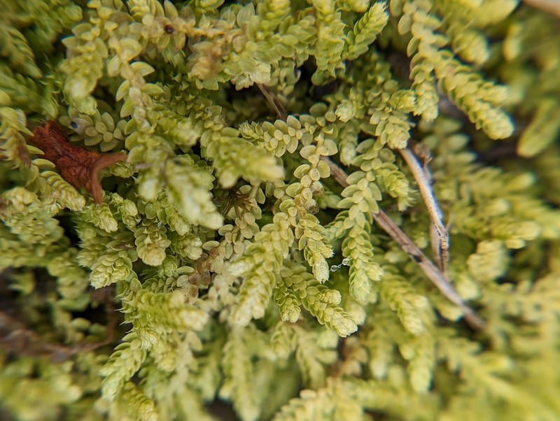 Hidden Spikemoss photo 4