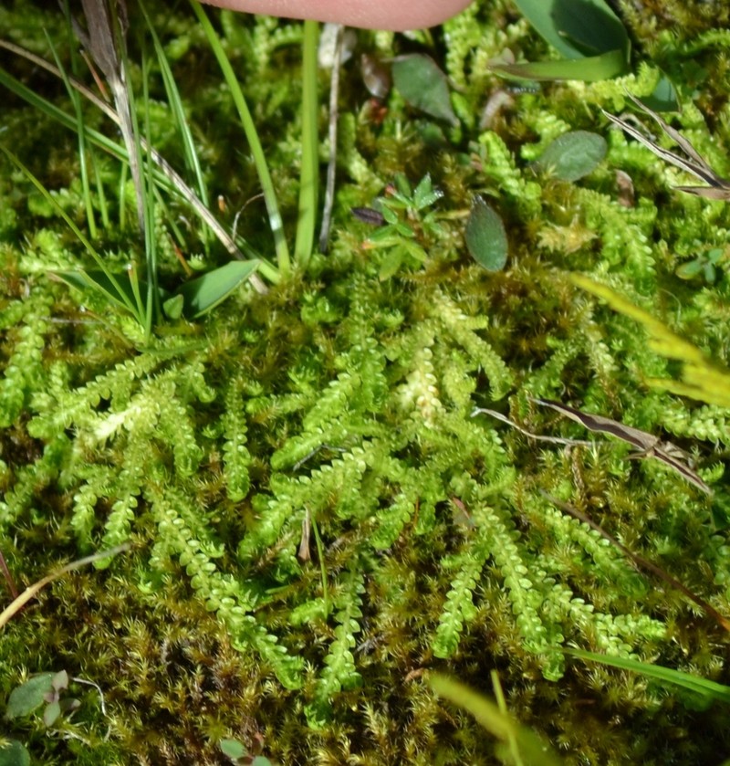 Hidden Spikemoss photo 5
