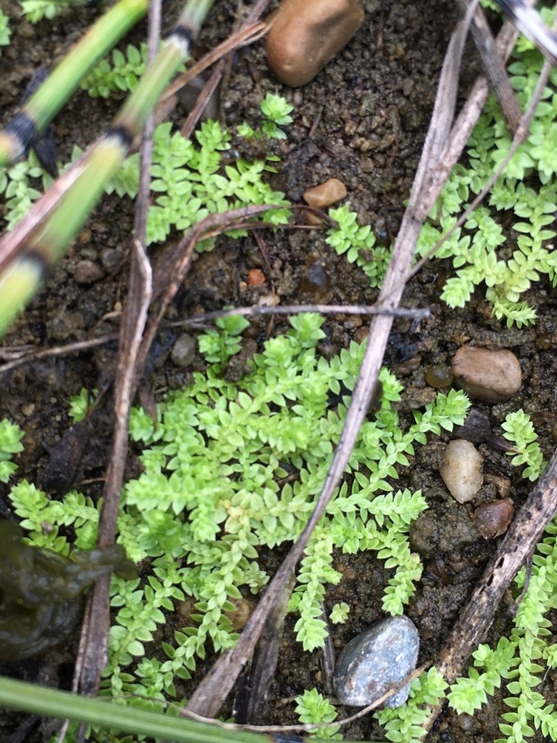 Hidden Spikemoss photo 6