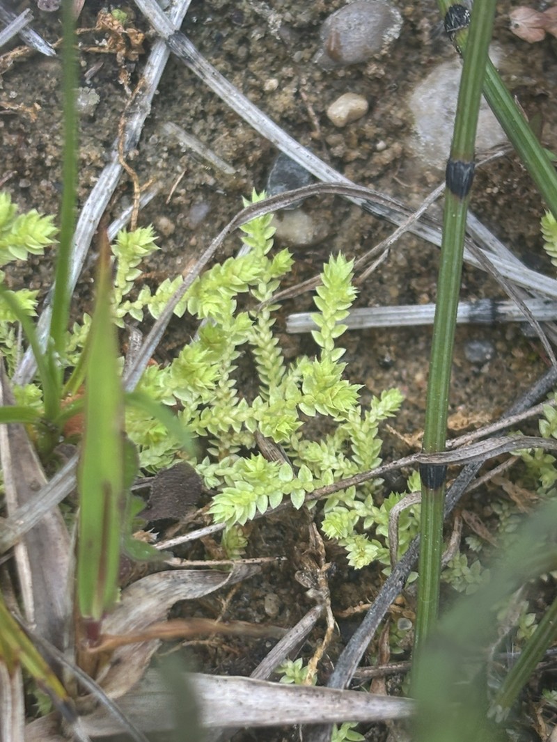 Hidden Spikemoss photo 7