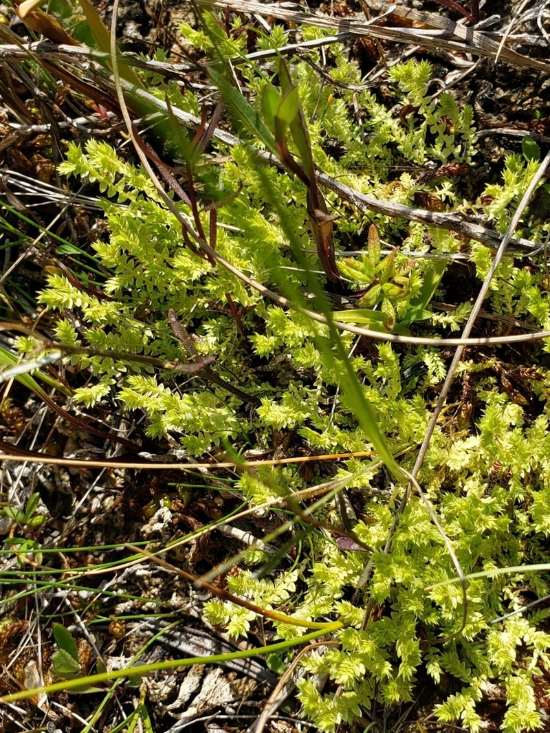 Hidden Spikemoss photo 8