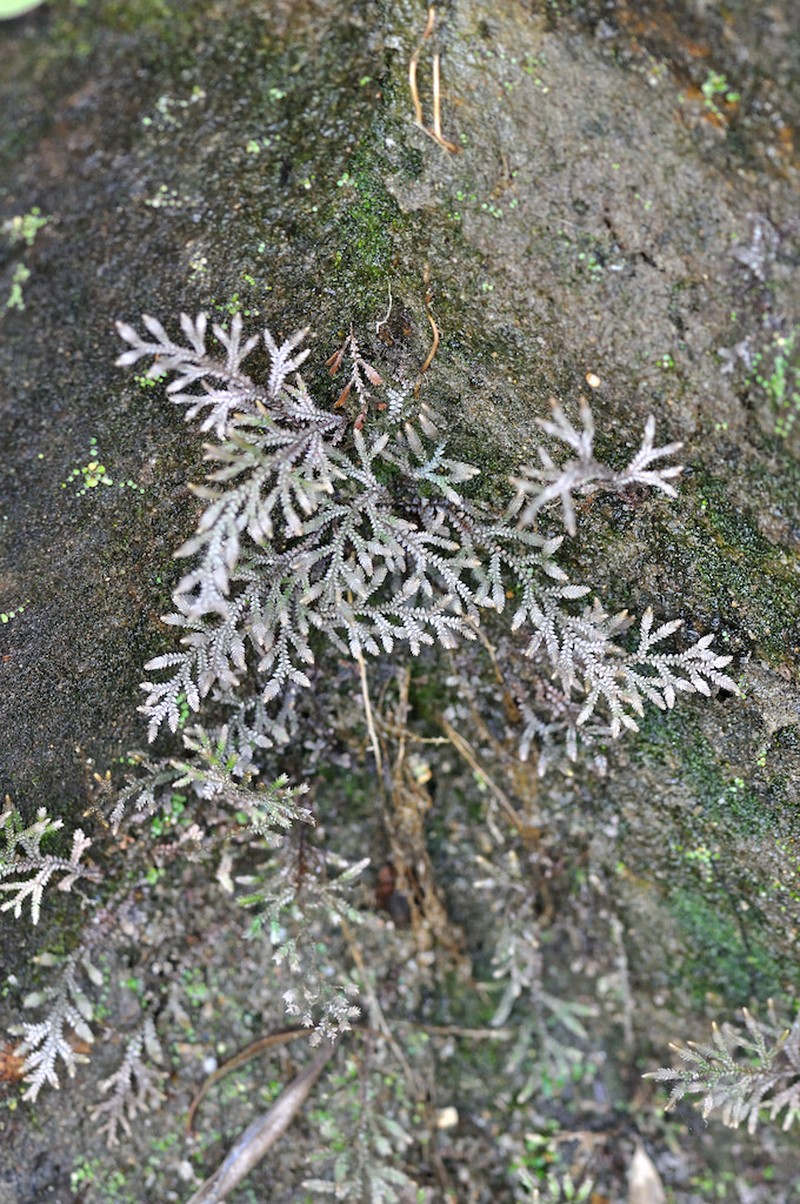 Selaginella effusa
