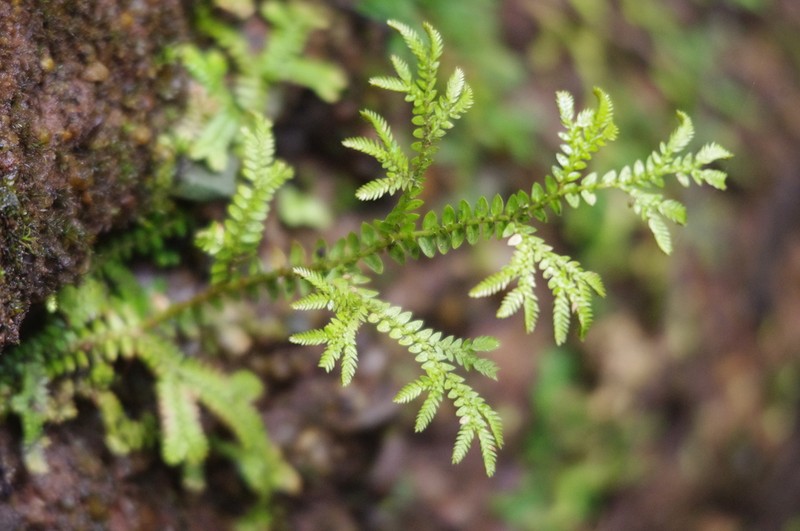 Selaginella effusa photo 3
