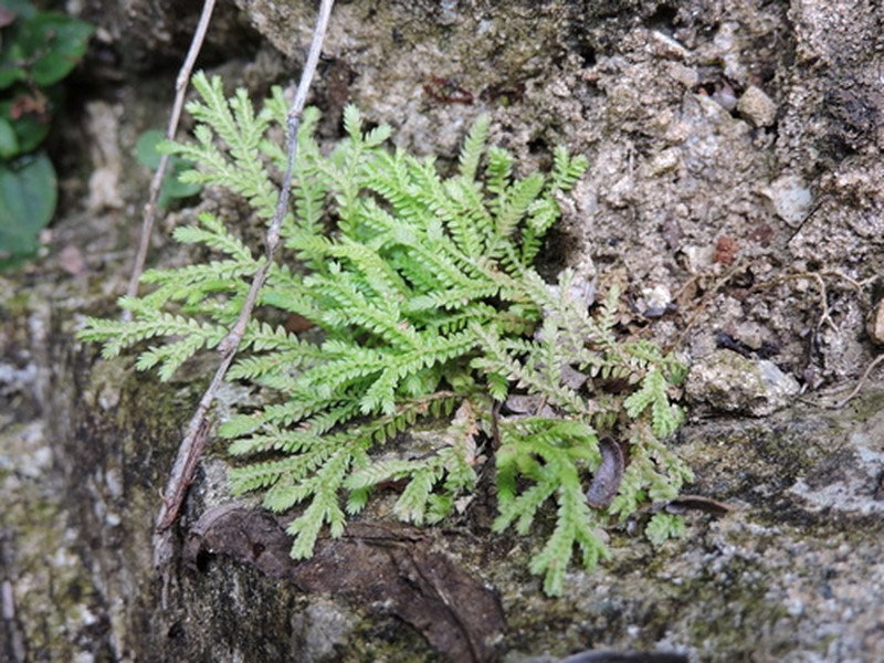 Selaginella effusa photo 5