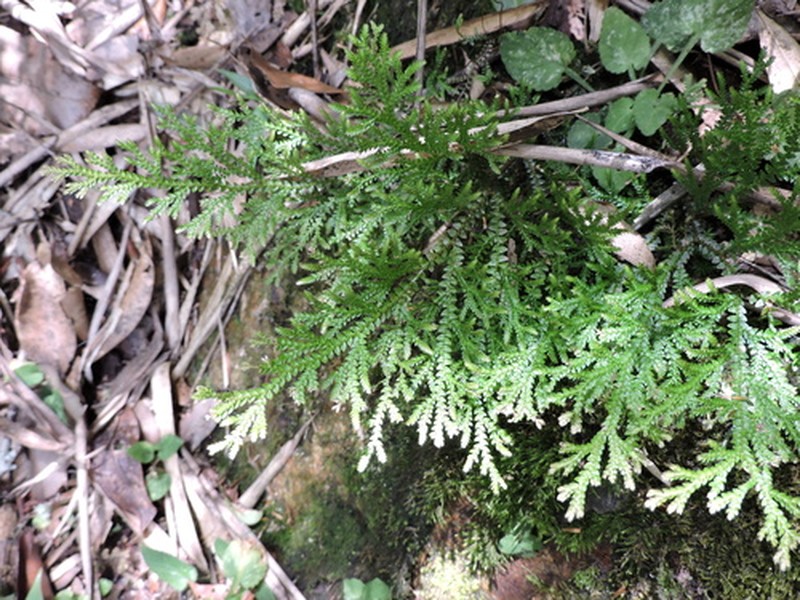 Selaginella effusa photo 6