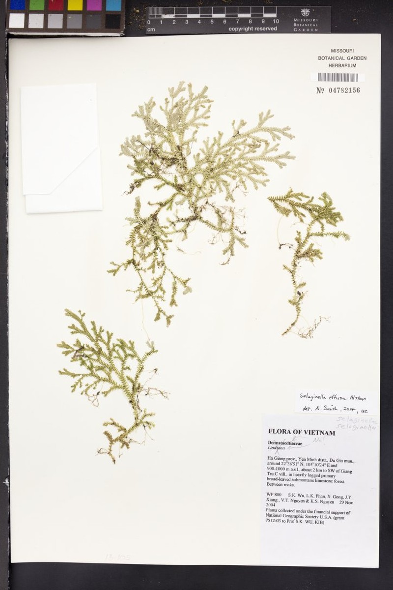 Selaginella effusa photo 7