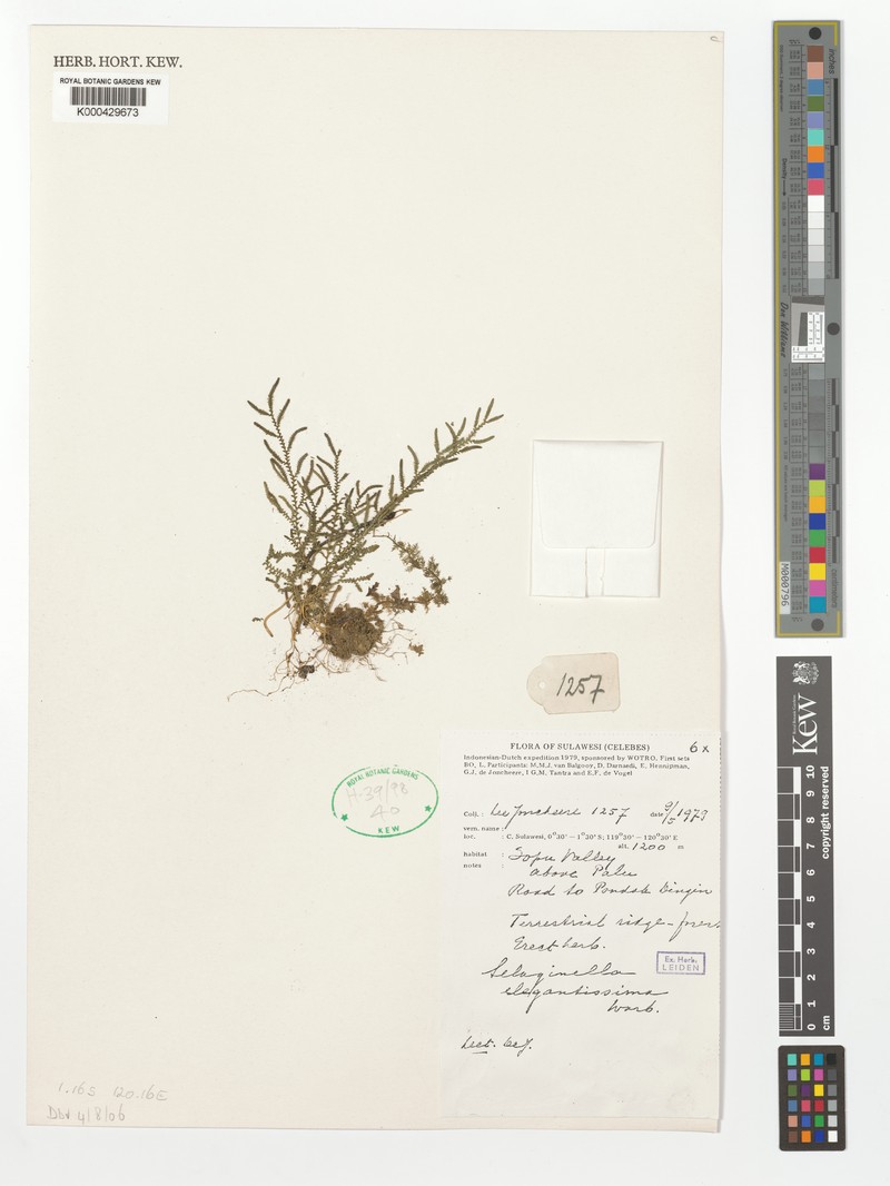 Selaginella elegantissima