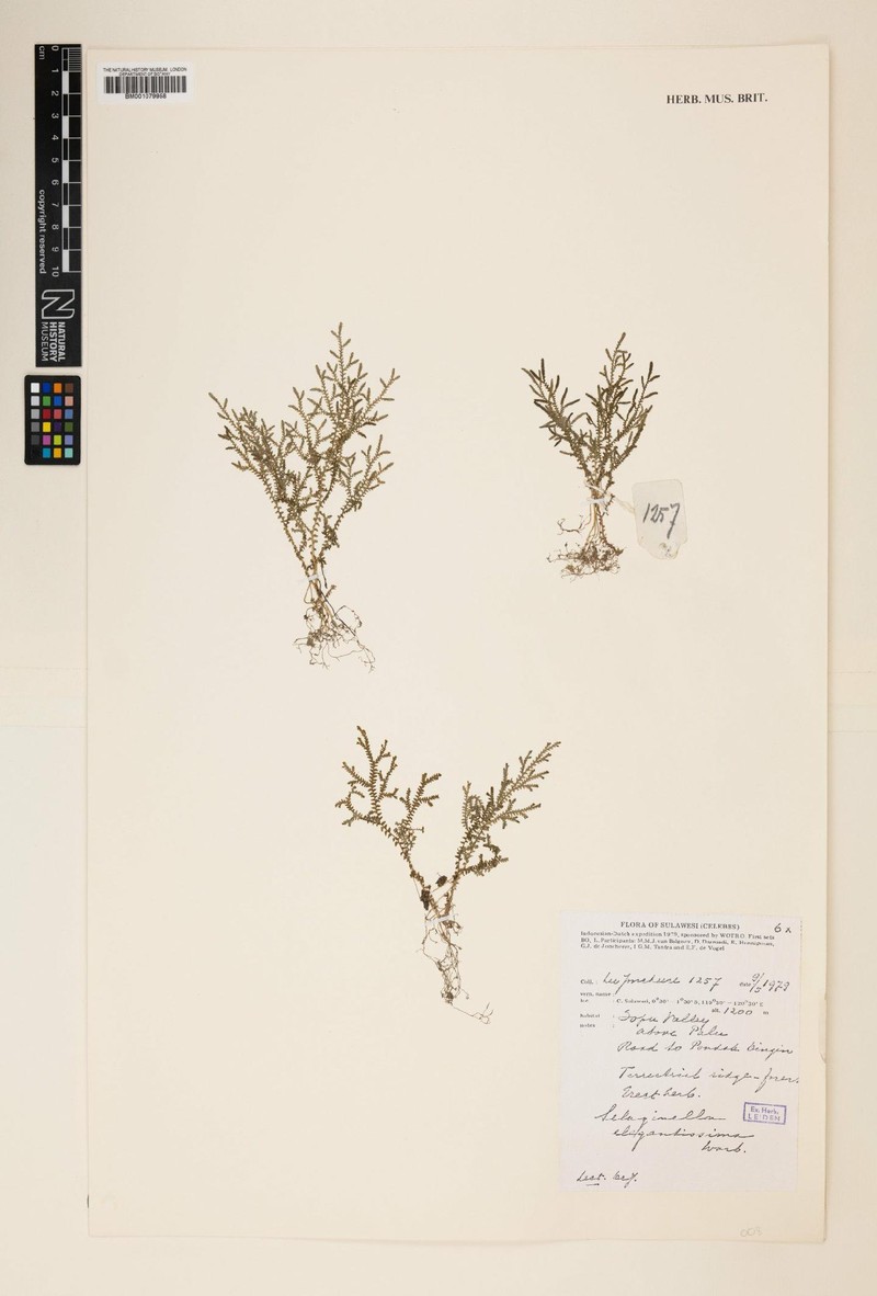 Selaginella elegantissima photo 2