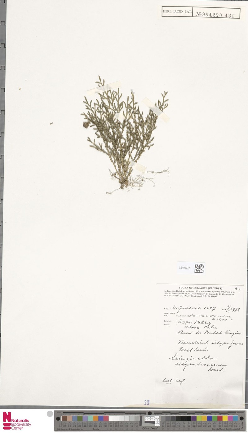 Selaginella elegantissima photo 3